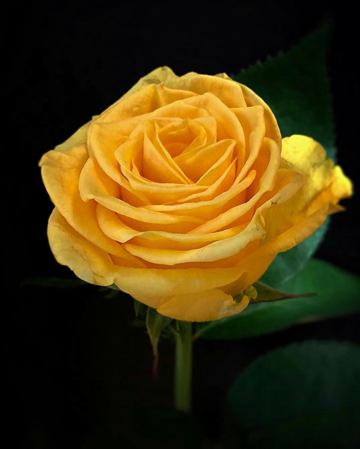 Roza