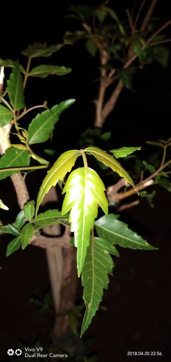 night pictures