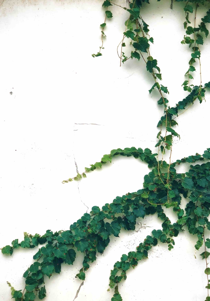 wall