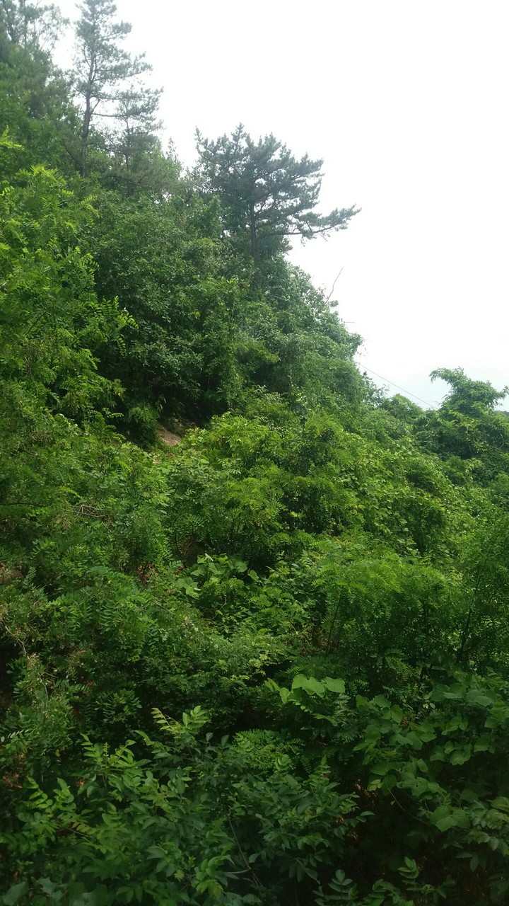 풀