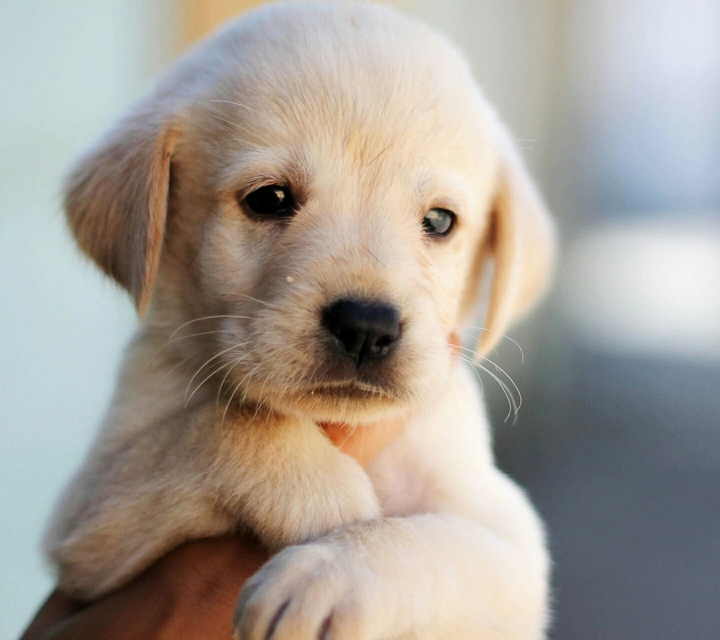 The cute dog