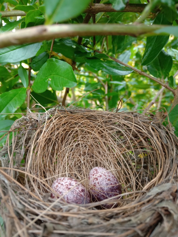 bird eggs