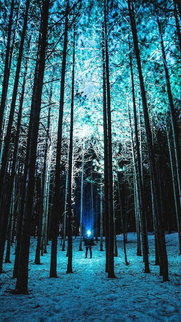 into the woods