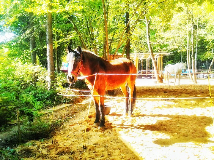 Horse