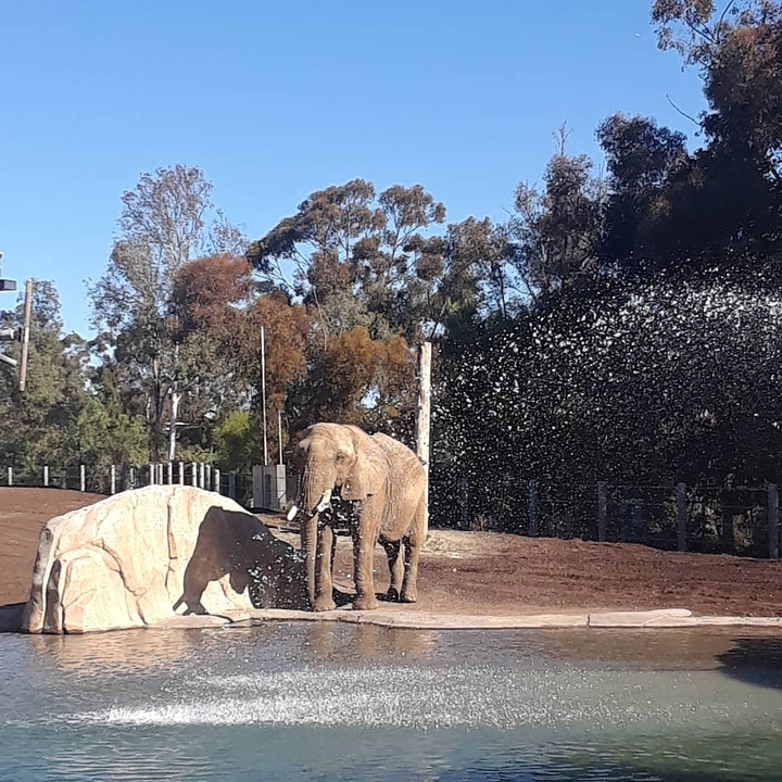Elephant by water