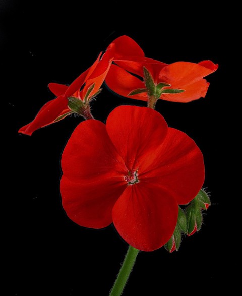 Geranium