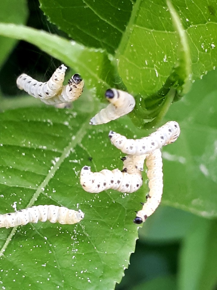 caterpillars