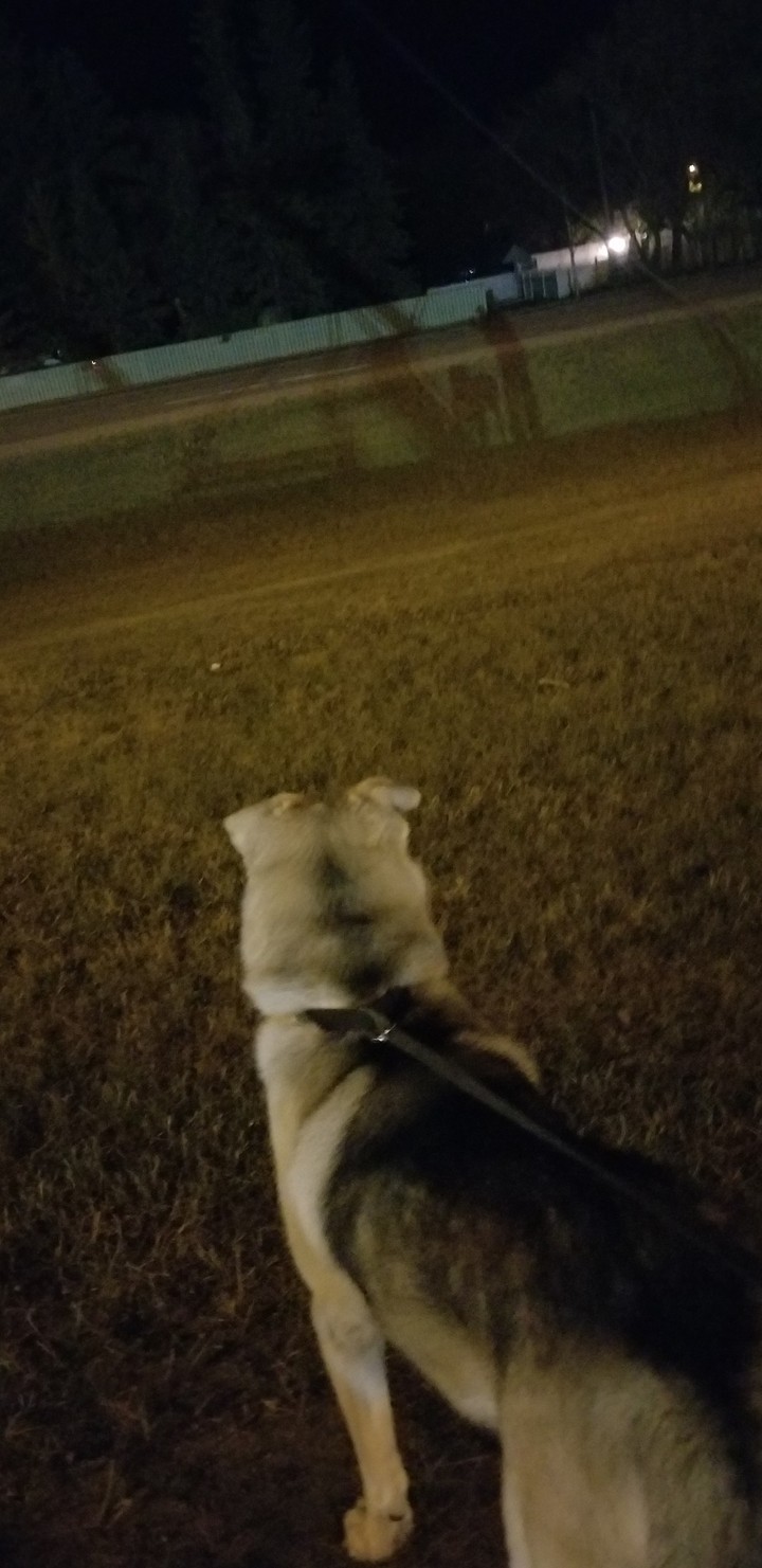 Dog walk.
