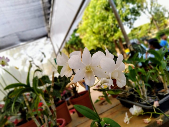 orchids