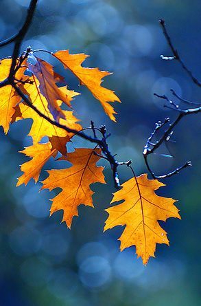 Autum.
