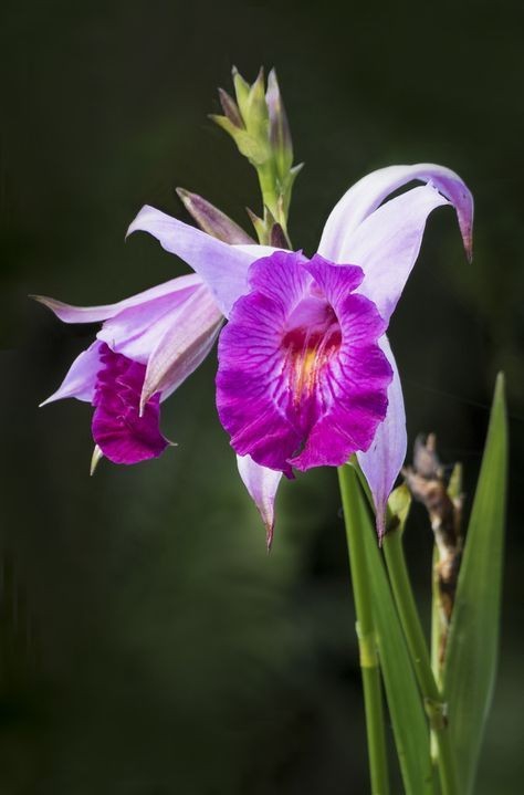 orchid