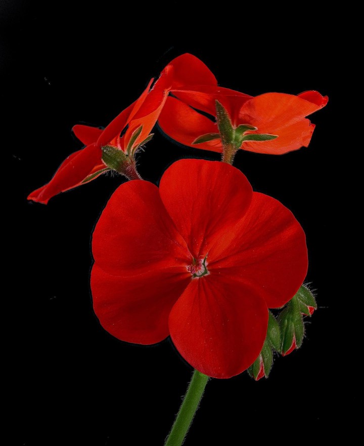 Geranium