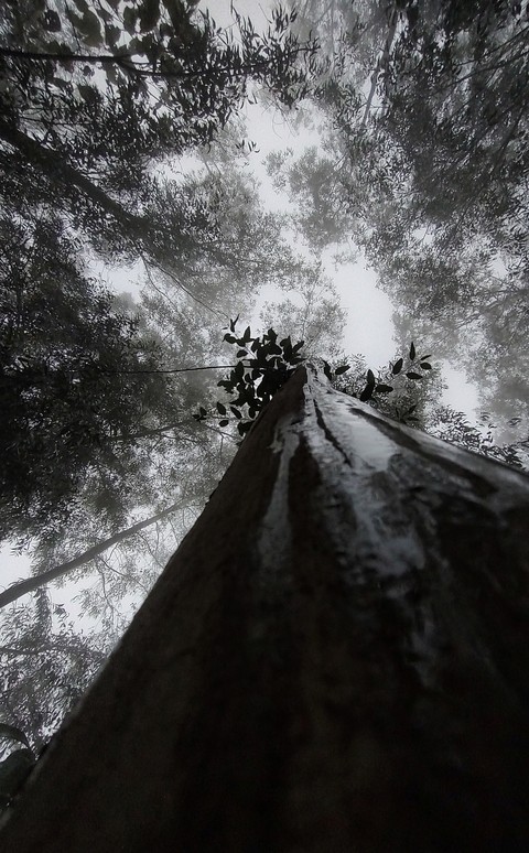 hình nền sky, wood