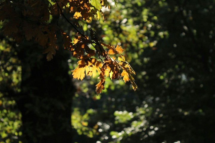 Autumn