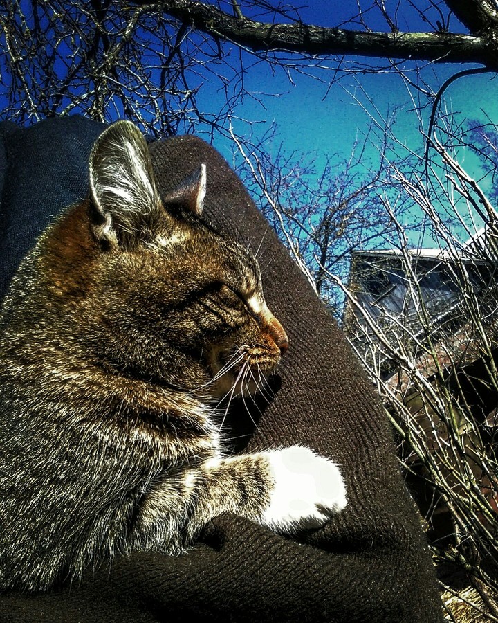 Relax cat