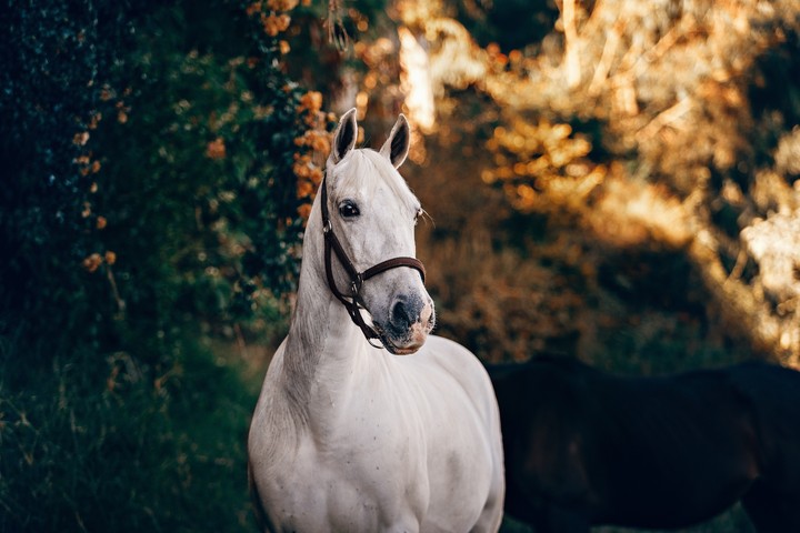horses