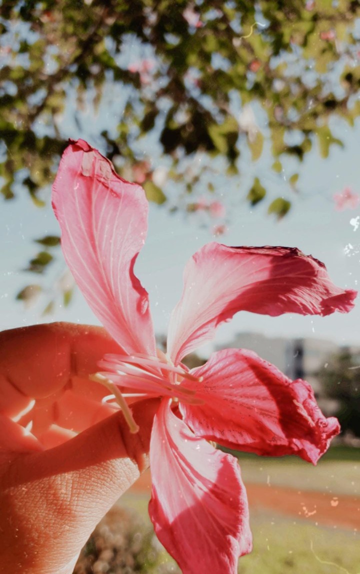 flower