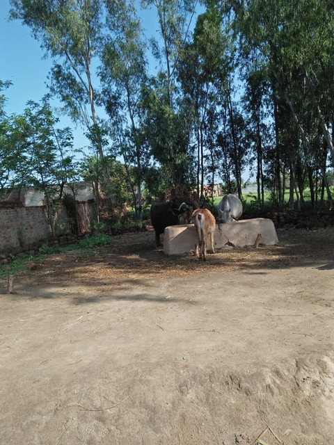 Nature