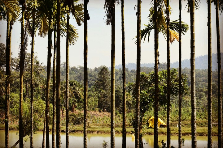 Through Betel Trees
