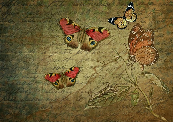 alright,they r the butterflies
