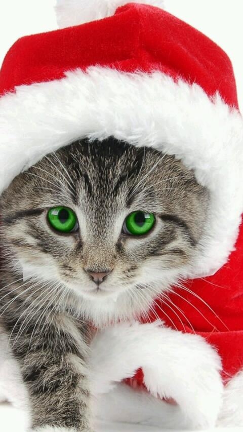meow