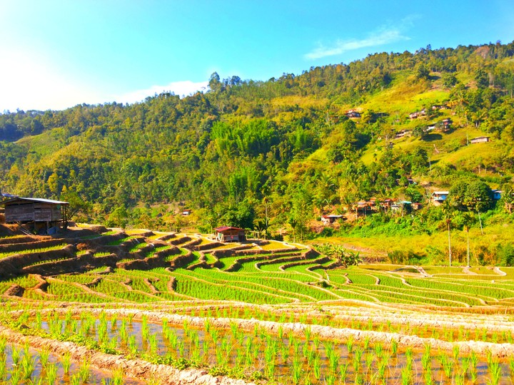 paddy fields