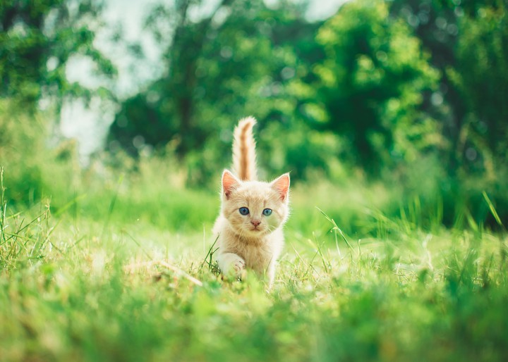 Kitten....