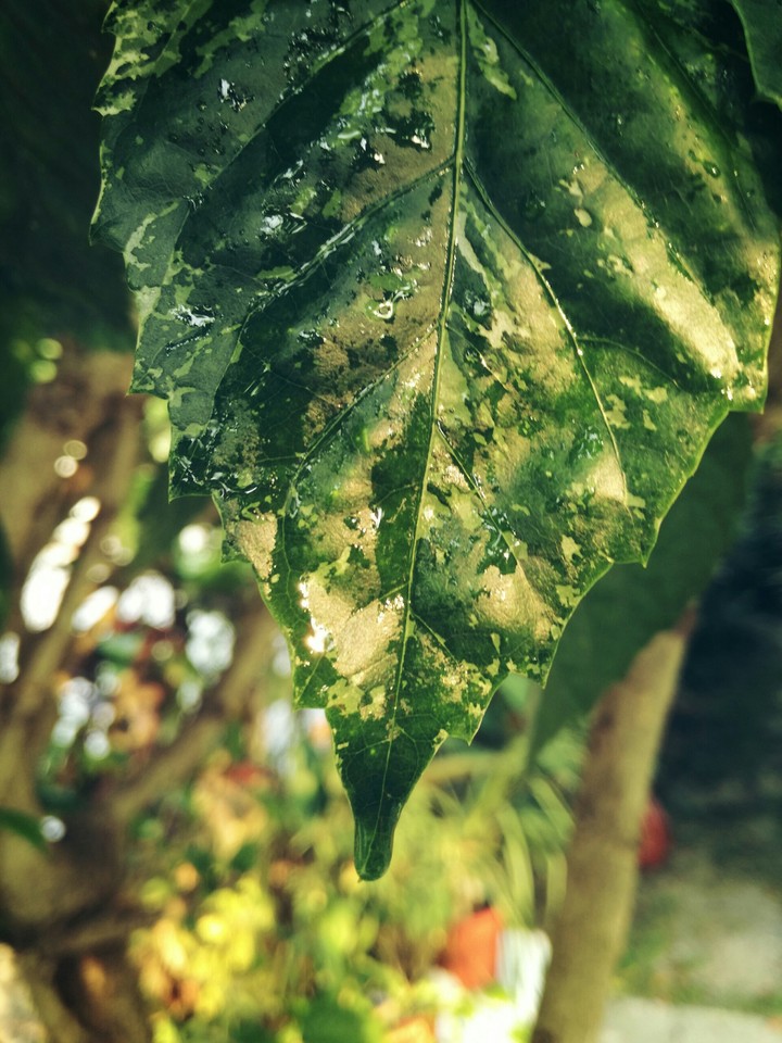 green