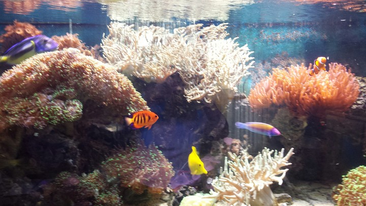 Aquarium