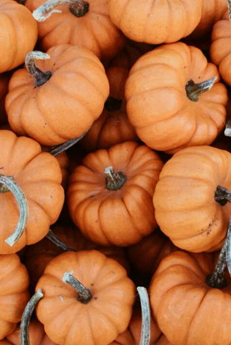 Pumkins