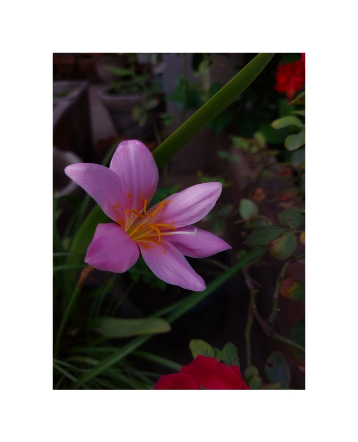 purple beauty