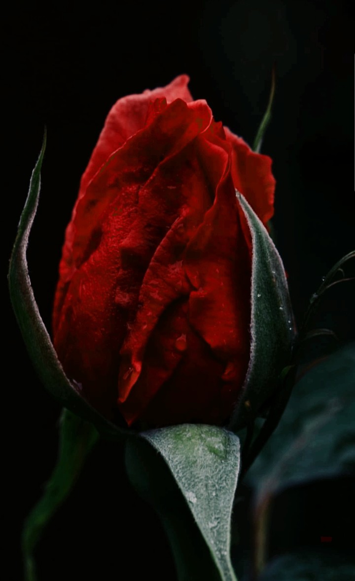 Blumen