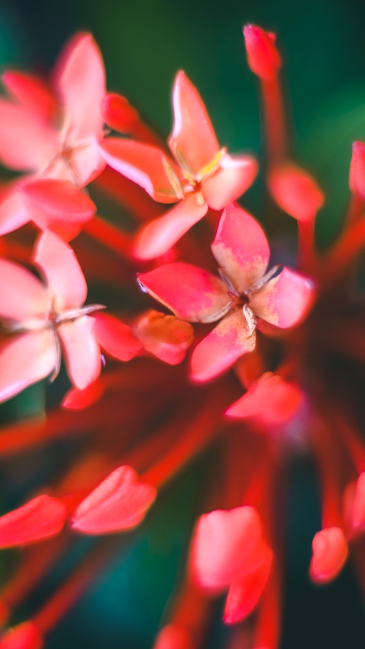 Needle flower