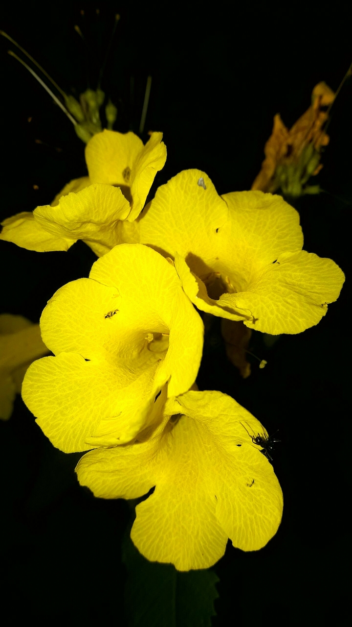 yellow flower plant land_plant petal flowering_plant product
