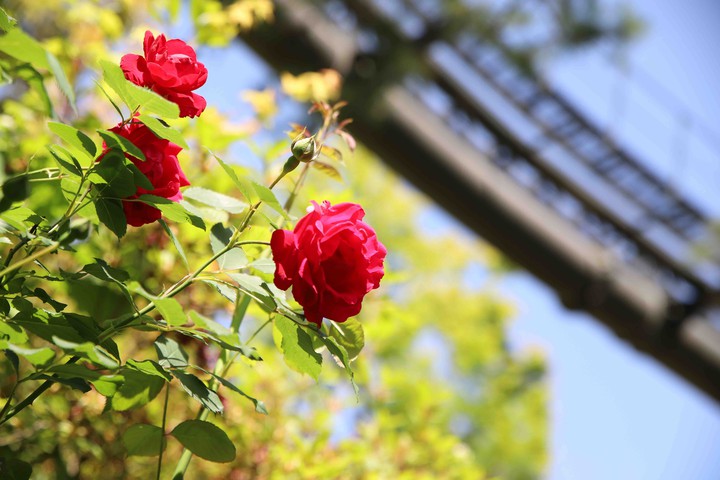 roses