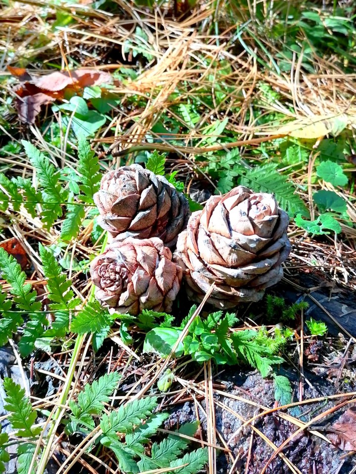 CONES IN THE FOREST