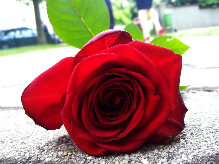 Red Rose
