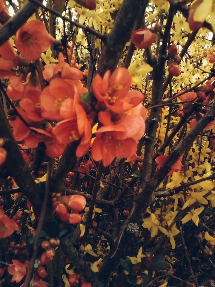 fleurs