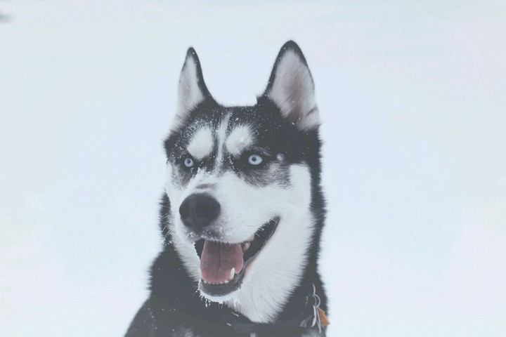 East Siberian Laika