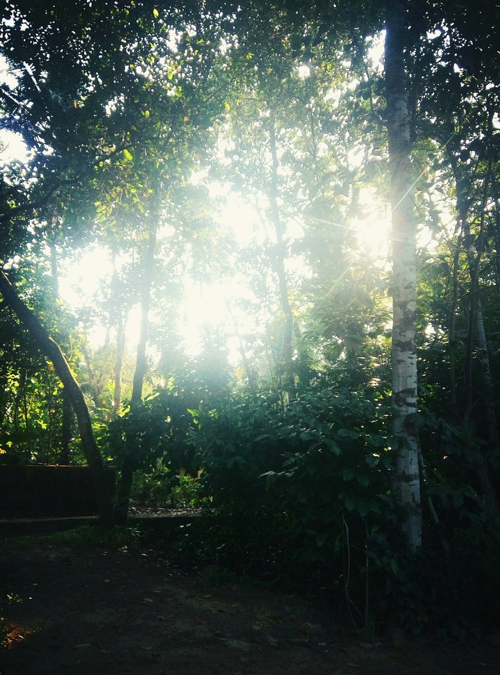 Shine 