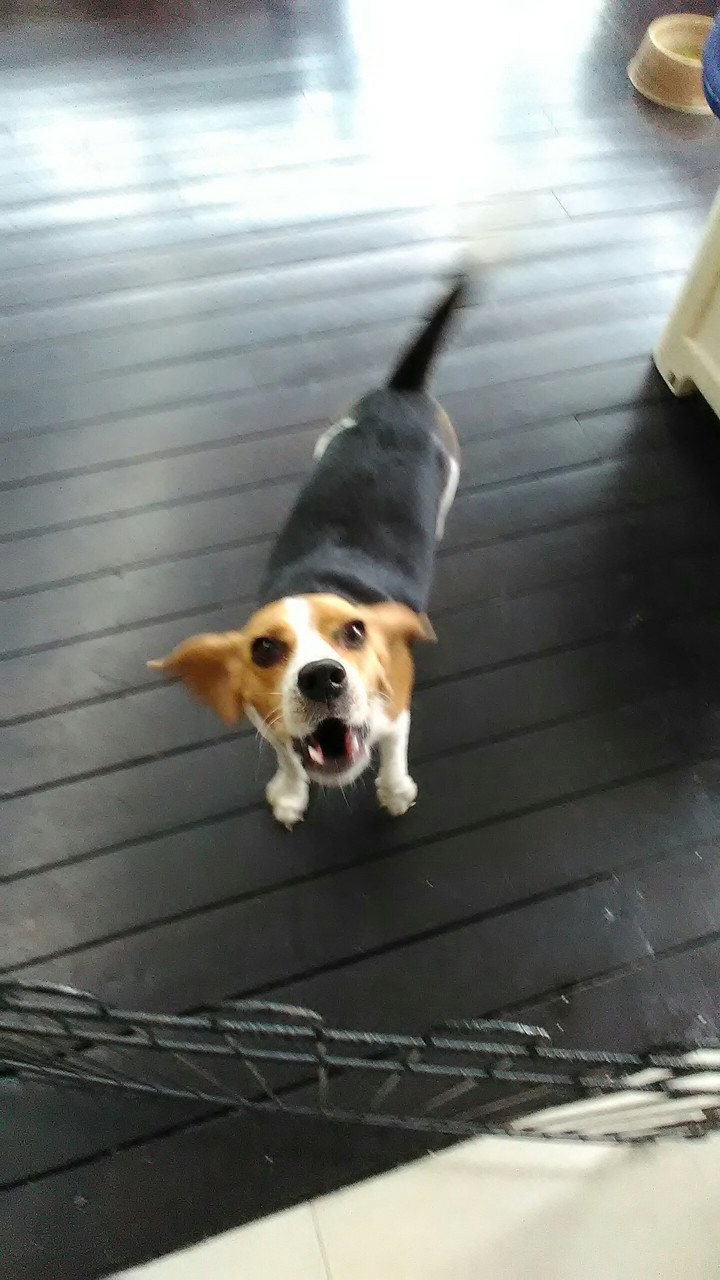Barking Craze