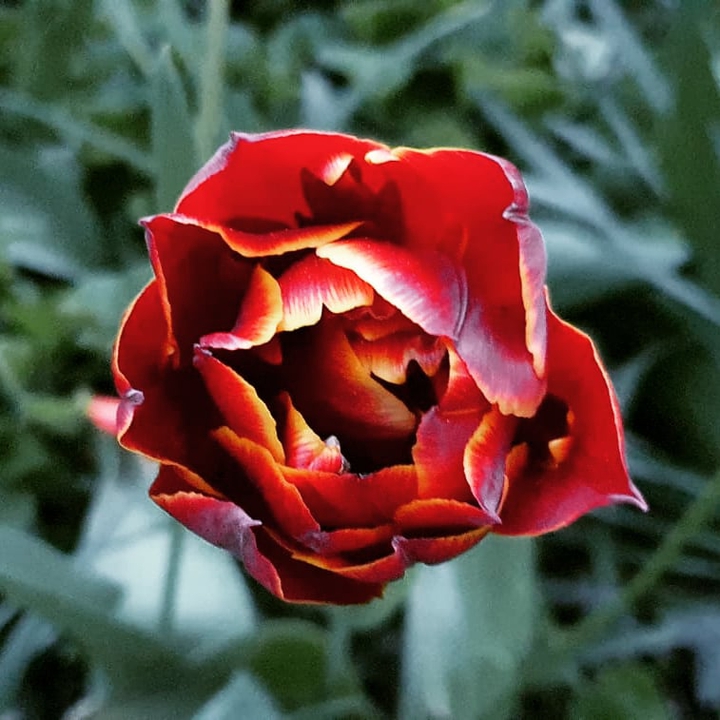 My garden ..
