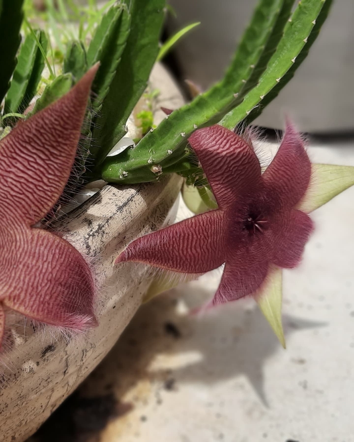 Cacto Estrela