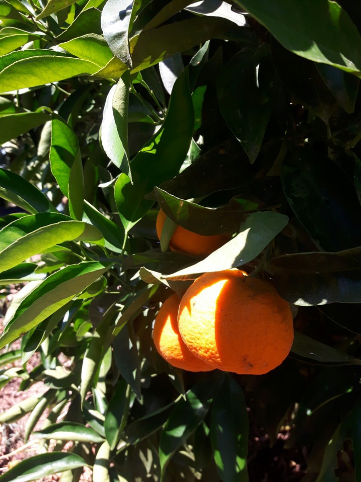 Mandarine