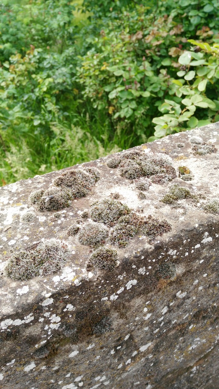 wall