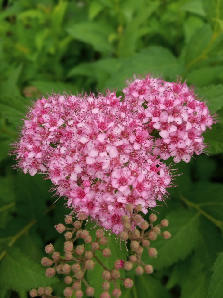 Pink flower