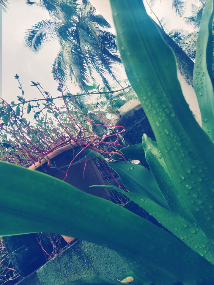 nature
