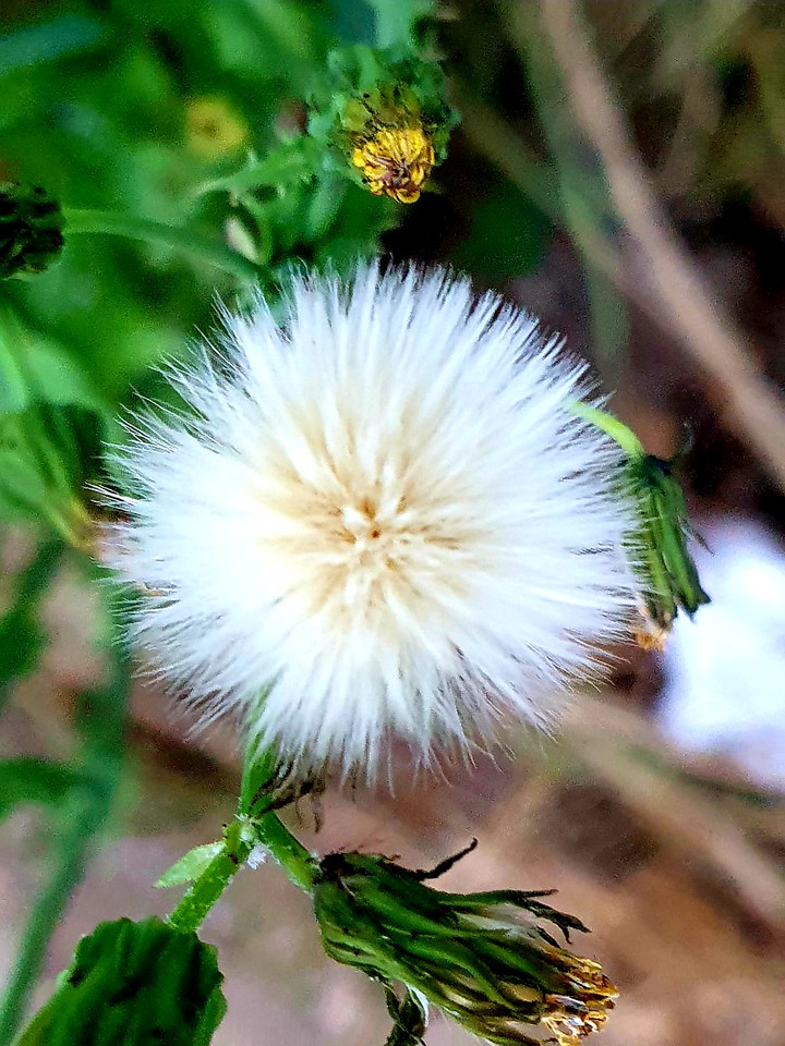 Pusteblume
