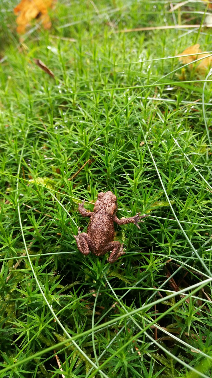 Little frog