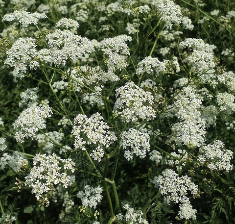 anthriscus, umbellifers wallpapers